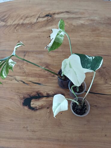 Комнатные растения: Монстера альба, с новым ростом