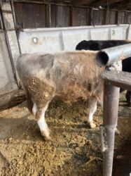 сколько стоит собака породы доберман: Продаю | Бык (самец) | Алатауская | На откорм, Для разведения, На забой