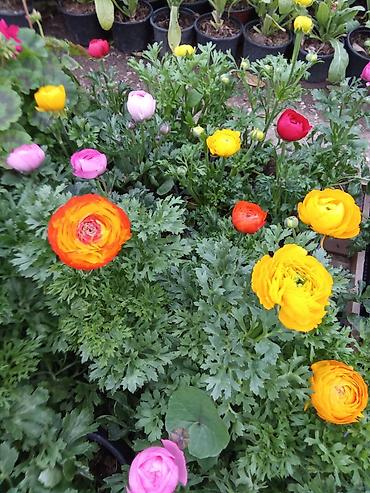 kələm gülü: Rəngarəng mövsümi bəzək gülləri – qablarda - Primula (qırovlu çiçək) — 2
