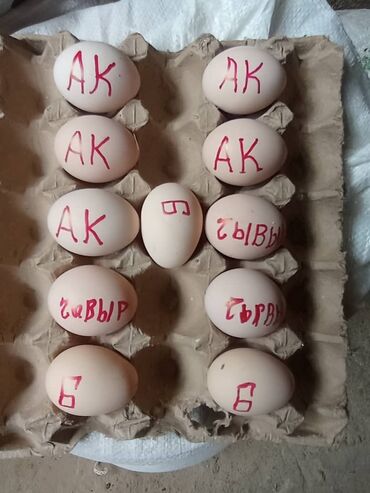 инкубатор кыргызстан ош: Куплю инкубационный яйцо парода лакиданзи. срочно
