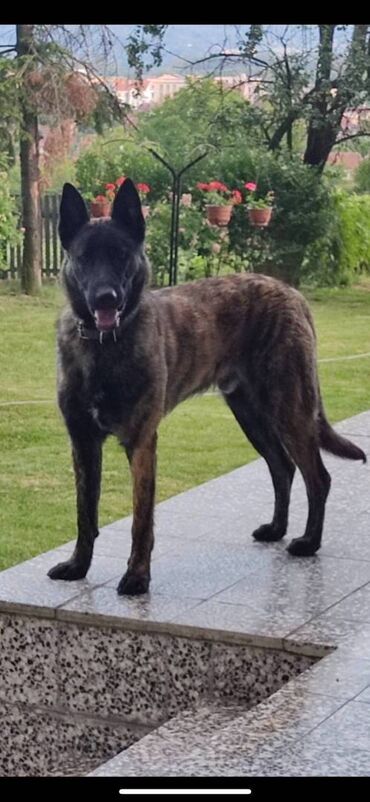 Psi: Na prodaju prelepi štenci Holandskog ovčara, oštenjeni 31.07.2024.god na lalafo.rs — 10 Psi: Na prodaju prelepi štenci Holandskog ovčara, oštenjeni 31.07.2024.god — 10