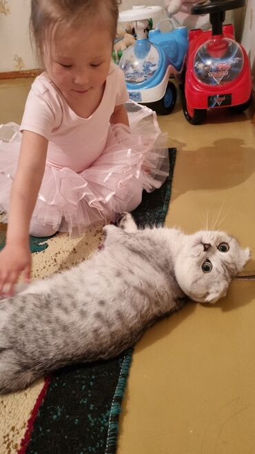 фландр кролик купить: Шотландская вислоухая кошка (Scottish Fold) - Окрас: серебристый с at lalafo.kg фландр кролик купить: Шотландская вислоухая кошка (Scottish Fold) - Окрас: серебристый с