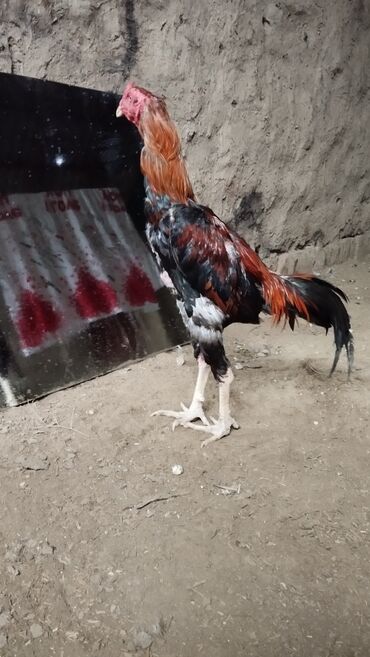 Toyuqlar: Toyuq, Damazlıq, Ödənişli çatdırılma — 8