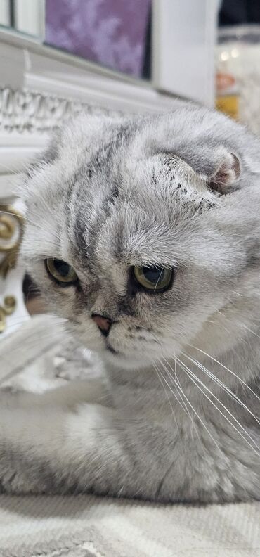 сиамская вислоухая кошка: Отдам в добрые руки кошечку, британскую вислоухую. Привитую