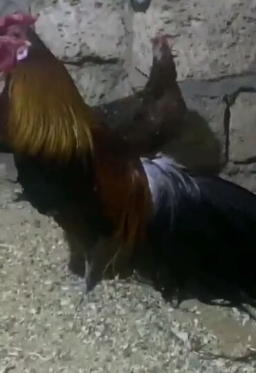 Xoruzlar: Tek 100 ayam zemani cut 200m .qap — 12