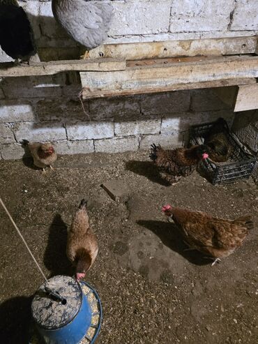 Toyuqlar: Toyuq, Damazlıq — 8