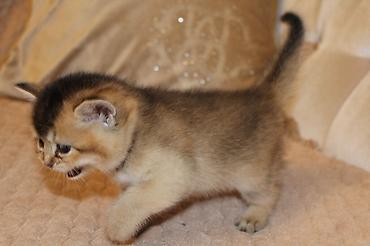 Pişiklər: Qızıl şinşilla, Erkək, Dişi — 8