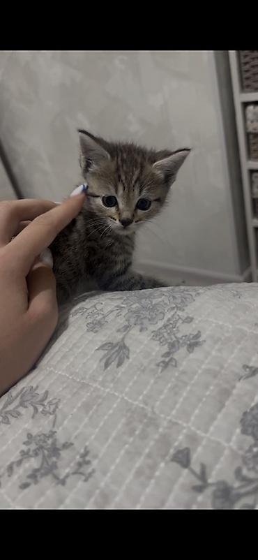 коты бесплатные: Кошка даром: Сиамская, 1 месяц, Девочка, Приучена к лотку — 2