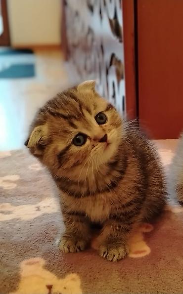 Pişiklər: Şotland — 5