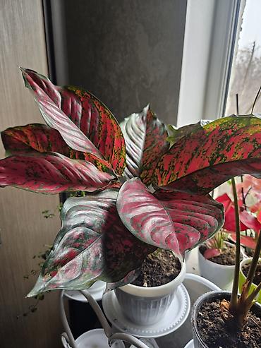 Декабристы: Зигокактус (рождественник, шлюмбергера) штамбовой формы в горшке. - — 6