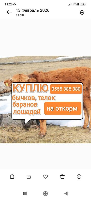 мальки рыб: Услуга: закупка сельскохозяйственных животных на откорм. Что — 1