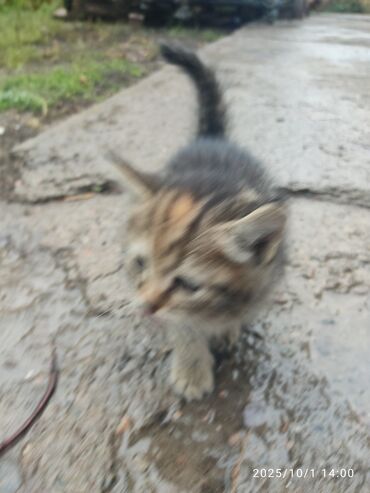 шотландская кошка скоттиш страйт: Полосатый котёнок - Окрас: тигровый (коричнево-серые полосы с рыжими