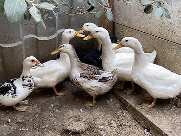 alabay satisi: 1 Dişi lal ölrdək 1yaş 4 ağ ördək 6aylıq pekin 1 yaşıl baş 6aylıq — 1