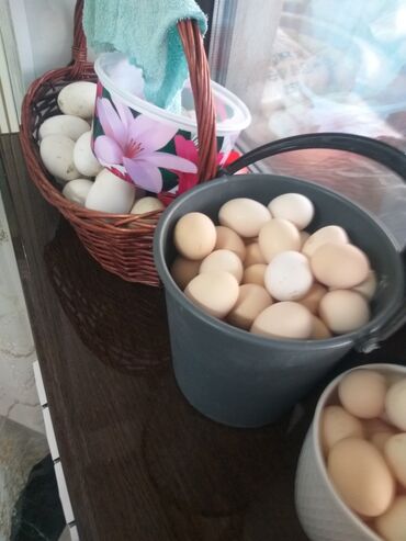 купить яйцо бройлера инкубационное: Продаю инкубационное яйцо порода Адлер серебристая 40 сом