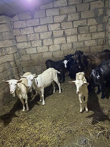 yerli inek cinsleri: 6 bogaz 1 aylıq 1 teke opşi 9 eded 1 2 qaranlıq 3 qarın yoxdu — 2