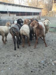 продажа баранов в бишкеке: Сатам | Ургаачы кой (ургаачы) | Аргын, Арашан | Көбөйтүү үчүн