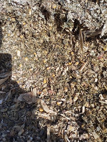 Корма для с/х животных: Кукурузный силос в мешках - Состав: измельчённая кукурузная масса с — 1