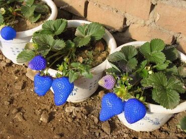 Semena i sadnice: Seme jagode nesto drugacije nesto novo japanskog porekla a od sad i — 2