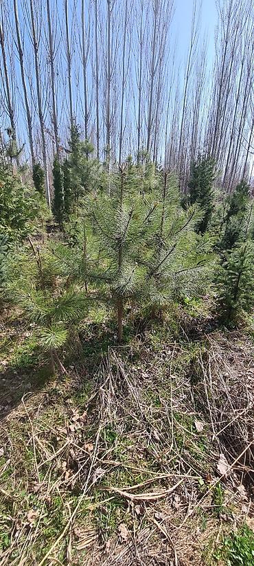 Декоративные деревья: Саженцы деревьев: Сосны — 8