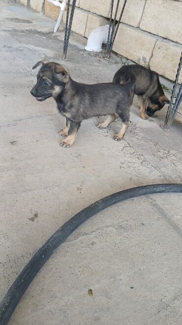 cütlük: Doberman, 2 ay, Erkek, Peyvəndli, Pulsuz çatdırılma