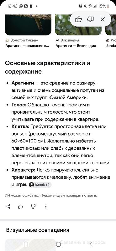 животные в зоомагазине: Пара ярких среднеразмерных попугаев аратинг (солнечные/желтолобые — 2