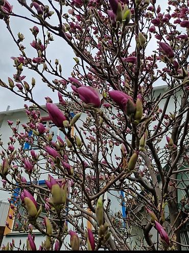 Магнолия: Магнолия - суланжа GENIE Магнолия с закрытой корневой системой — 13