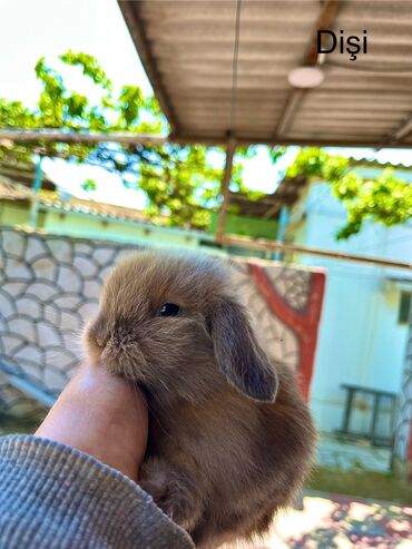 Dovşanlar: Salam🖐🏻. Müxtelif karlik reng seçimleri ve sortları var 🎁 ad — 6