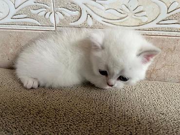 Pişiklər: Yaxşı əllərə — 9