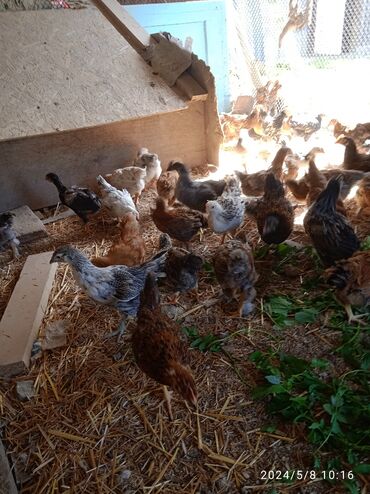 павлин птица: Продаю цыплят домашних 50 дней много курачек есть60 штук по 200 сом