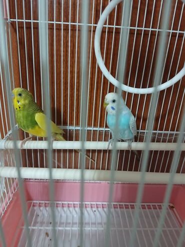 домик для волнистых попугаев: Волнистые попугаи в комплекте с клеткой. - Пара волнистых попugaев