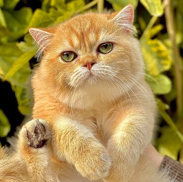 британская короткошерстная кошка золотая шиншилла: ✨ БРИТАНСКИЕ КОТЯТА ЗОЛОТИСТОЙ ШИНШИЛЛЫ В ПОИСКАХ ДОМА! ✨ Две девочки