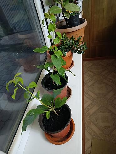 Фикусы: Комнатные растения — коллекция укоренённых саженцев и деток - Фикусы — 23