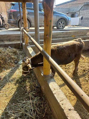 продажа быков: Продаю | Бык (самец)