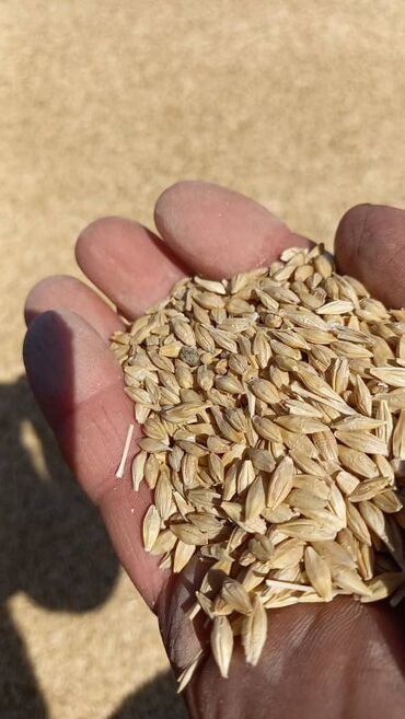пионы купить саженцы: Семена и саженцы Пшеницы, Самовывоз
