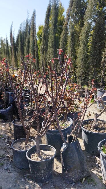 Ağaclar: Xan cinar 3metir 4 metrlik 15 azin çox alsaz mzakire olunacaq — 11