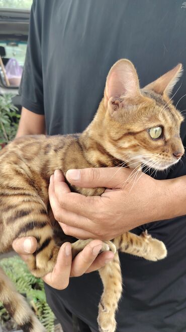 дом для котят: Кошка даром: Бенгальская, 10 месяцев, Девочка, Приучена к лотку
