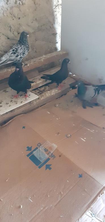 korella satışı: Ebresler,kömür qaralar,kekilli lelekli ebresler göyler satilir — 10