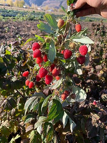 Малина: Малина Оптом, Бесплатная доставка, Самовывоз — 10