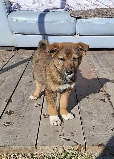 Отдам даром собаку: Собака даром: Дворняжка, 3 месяца, Самец at lalafo.kg — 1 Отдам даром собаку: Собака даром: Дворняжка, 3 месяца, Самец — 1