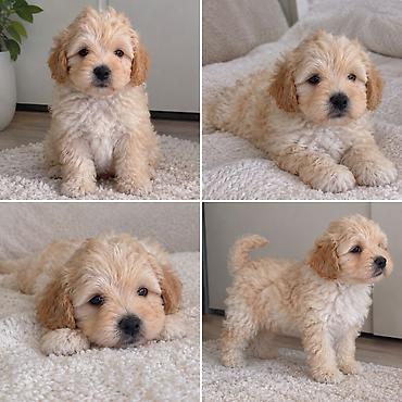 mini lop: Mini ölçülü, krem rəng tonlarında, qıvırcıq tüklü balaca Maltipoo F1 — 4