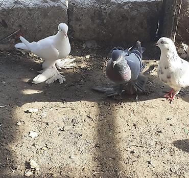 göyərçin satışı: Iri lelekli kekilli quslar satilir hamisi ebresden — 4
