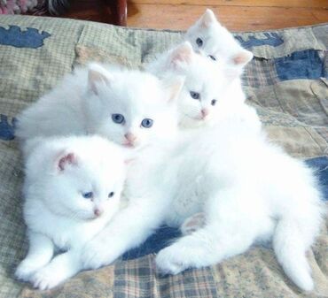купить кошку бишкек: Као-мани, 2 месяца, Девочка, Белый, Приучена к лотку