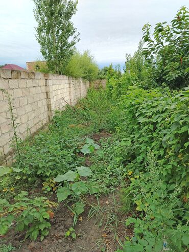 yol qırağı torpaq: 4 sot, Tikinti, Mülkiyyətçi, Kupça (Çıxarış)