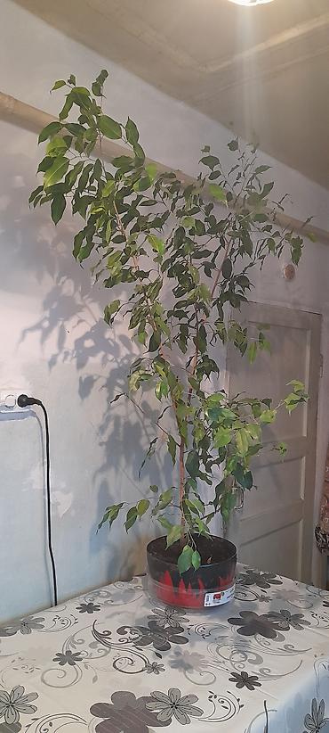 выращивание: Панданус (Pandanus) в горшке - Декоративно-лиственное растение с — 10