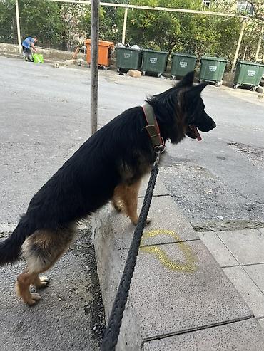 alman ovçarkası: Alman çoban iti — 2