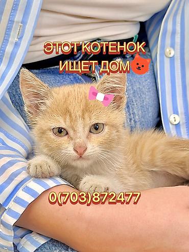 отдам даром котенка бишкек: Кошка даром: Беспородная, 2 месяца, Девочка, Приучена к лотку — 1