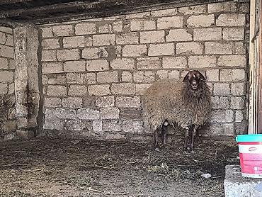 Mal-qara: Damazli qoc bir yas yarimliq — 7