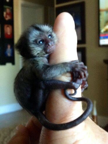 Ostale životinje: Marmoset Monkey par na prodaju Na prodaju marmozet majmuni. Uzgajamo