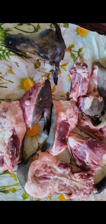 продам яблоки на переработку: Баранина : Более 10 кг, Бесплатная доставка