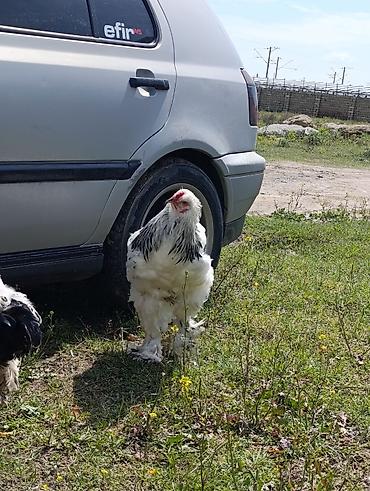 Digər quşlar: 3 dənə xoruzdu Heç 1 yaşları yoxdu 2 si təzə banlamağa başlayıb biri — 3